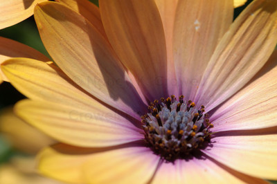 South African daisy (3 of 3)