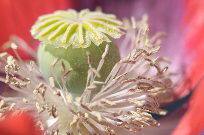 Fringed Poppy-1