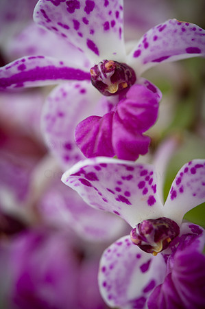 Orchid (1 of 2)