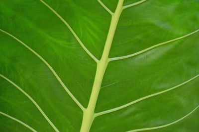 Philodendron