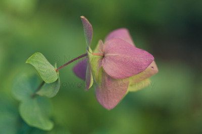 ornamental oregano-3
