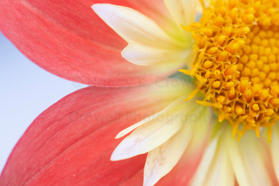 Dahlia-8