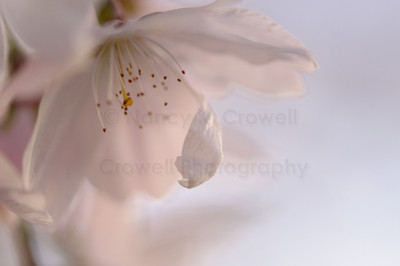 Blossom 10