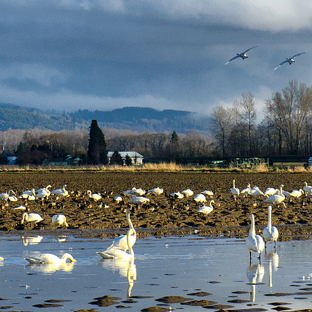 SkagitBirds--7