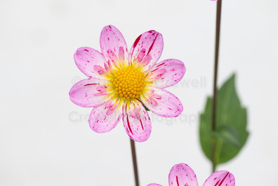 Dahlia-11