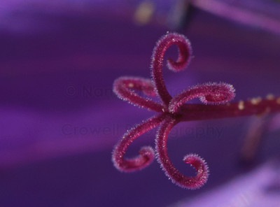 stamen power-1