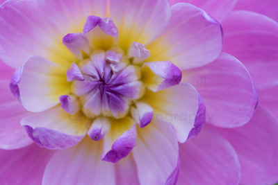 Dahlia-12