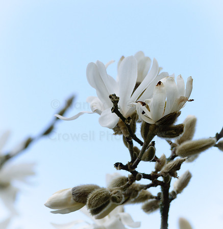 spring-5