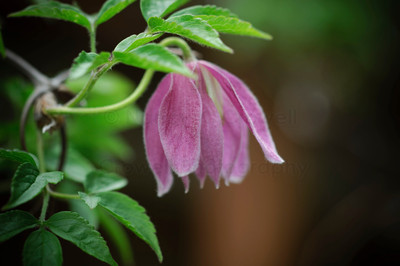 pink clematis alpina