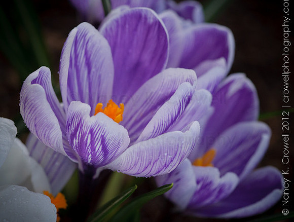 striped crocus