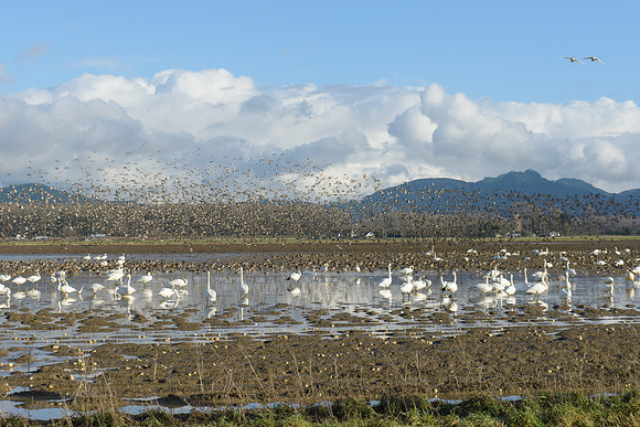 SkagitBirds-148