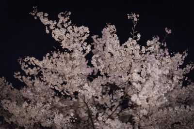 CherryBlossomNight-2