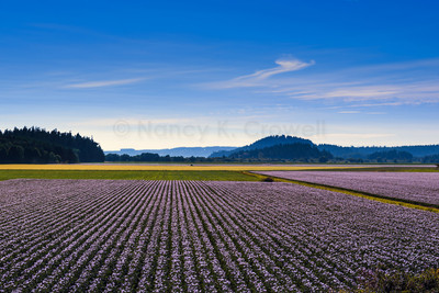 Potato Fields 2