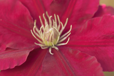 clematis rebecca-1