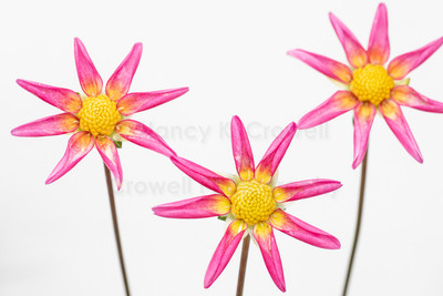 Dahlia-15