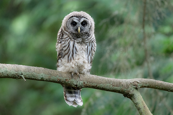 Barred Baby