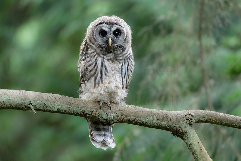 Barred owlet perched on a branch. 