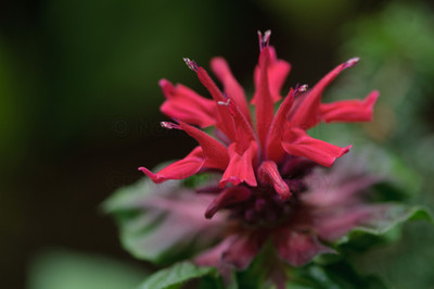 monarda-6