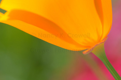 California poppy-7