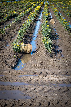 Daffodils of Skagit Valley-6