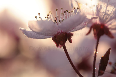Blossom 20