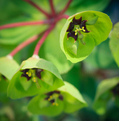 euphorbia-5-2