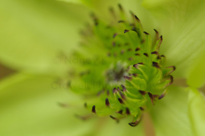green clematis-9