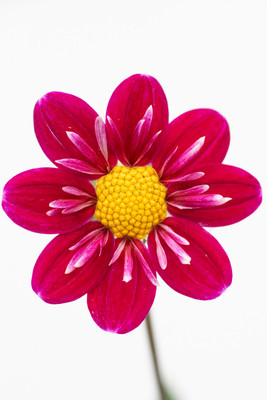 Dahlia-16