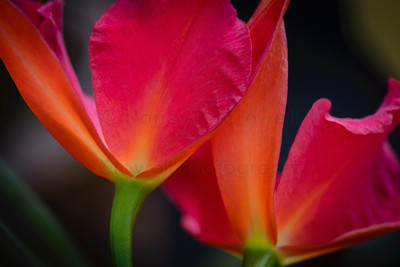 Orchid twins 2