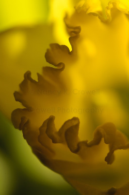 Daffodil abstract.
