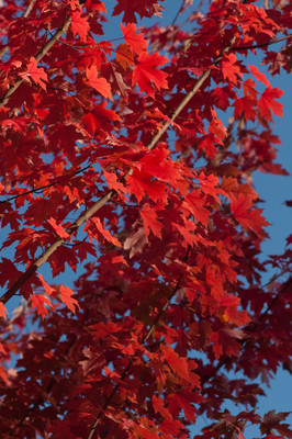 red leaves-3