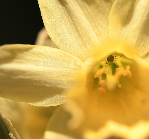 daffodil (1 of 1)-4
