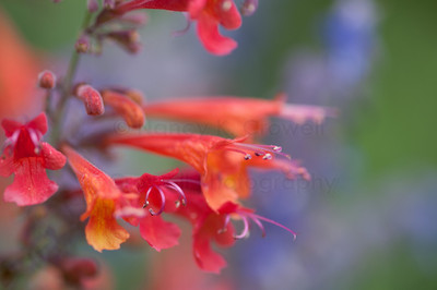 sunset agastache-1