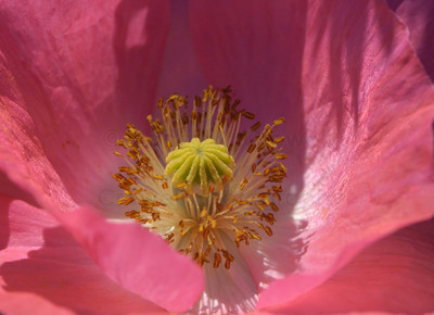 soft pink poppy-1