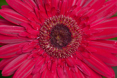 rainy red gerbera - 1