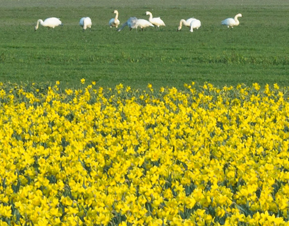 swans and daffs