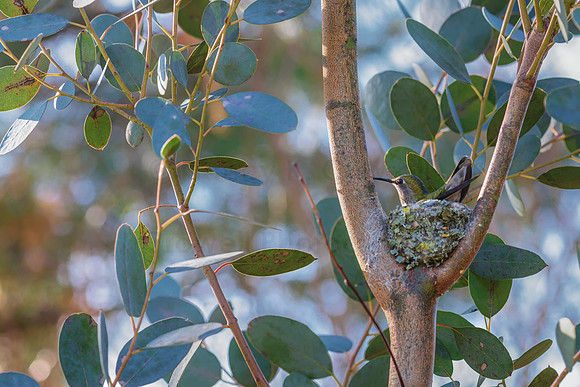 Nesting Hummer-3