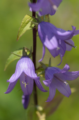 purple bellflower-1