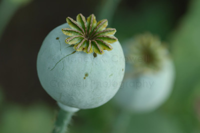 time to tap the poppies-2