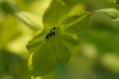deep green-1