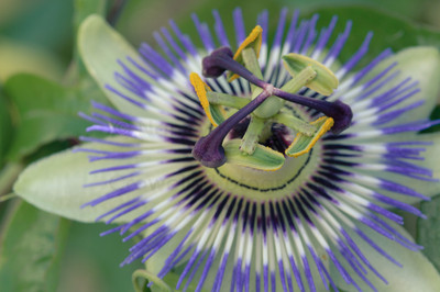 passion flower-4