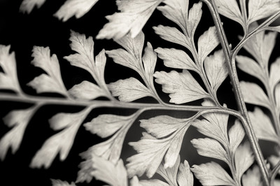 Fern Study-5