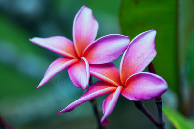 Plumeria