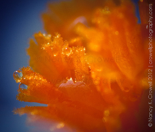 Crocus center.
