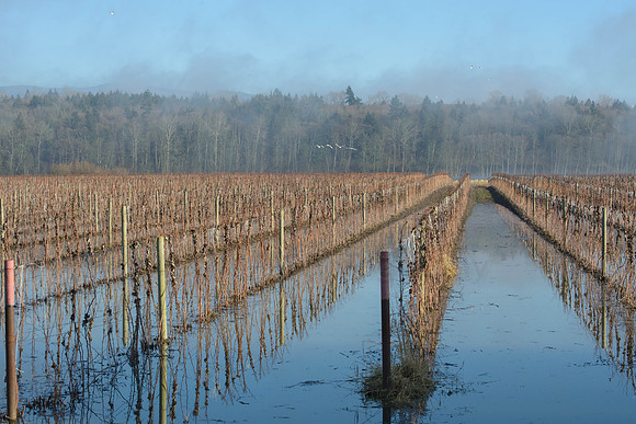 Trumpeters over flooded fields-3