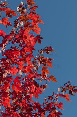 red leaves-2