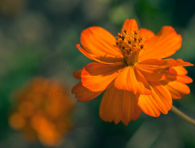 orange yellow-5