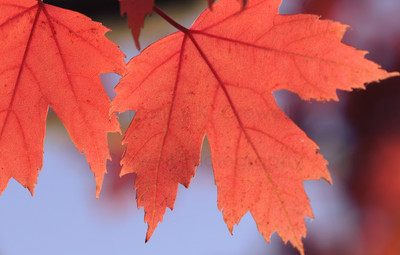 red leaves-5