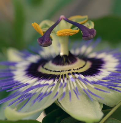 passion flower-5