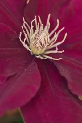 clematis rebecca-2
